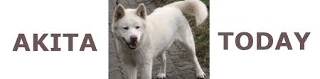      to Inu care and  training    Akitas      