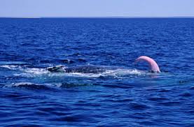  the penis of an aroused whale?