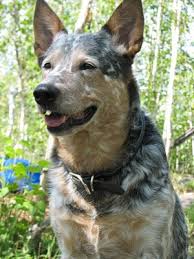   Australian Cattle Dog   Specialty    
