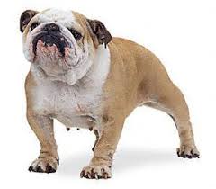 English Bulldog - via Daymix