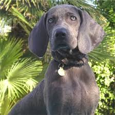   Weimaraner Weimaraner   Breeders