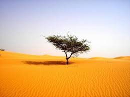   Lonely   Tree