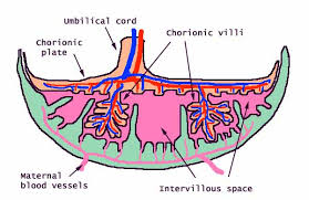 The placenta - via Daymix