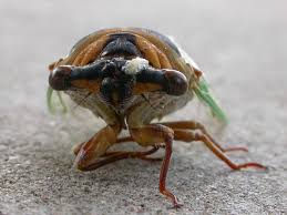   Arizona   Ugly Insect