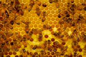 Bee Breeding, - via Daymix