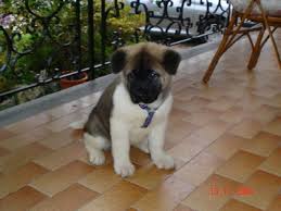   AKITA   AMERICAN GREAT  JAPANESE DOG   