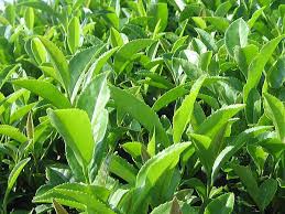 お茶の実から育てたお茶です
