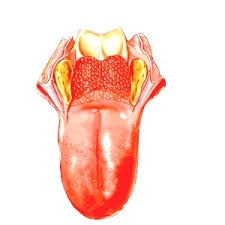 http://www.medicues.com/wp-content/uploads/2008/12/tonguewhitebg-copy1.jpg