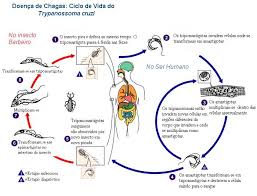 http://upload.wikimedia.org/wikipedia/commons/a/a9/Chagas_ciclo_de_doen%25C3%25A7a.JPG