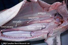  Internal   Anatomy