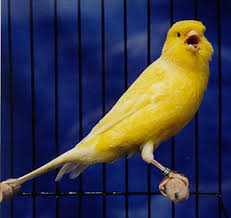   Canaries  