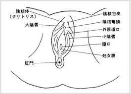 大きくても小さくてもクリトリス