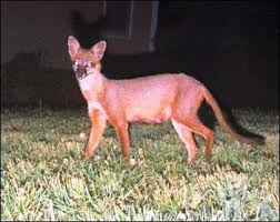 hairless%20fox.jpg