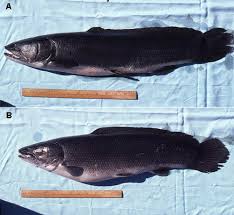 Bowfin specimens