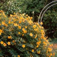 http://www.mooseyscountrygarden.com/septic-tank-garden/hypericum.jpg