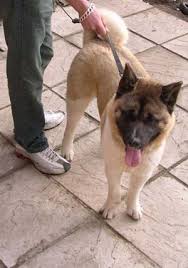   akita   dog picture