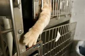 A push for a new  animal   shelter in    