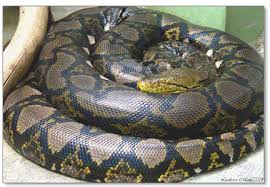 The Reticulated Python - via Daymix