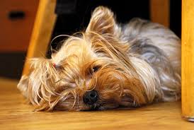       Yorkshire Terrier   image