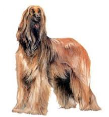   Afghan Hound   Dog
