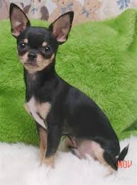   Chihuahua   Puppies for Sale