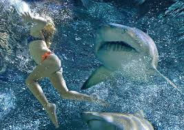 A few words about sharks. - via Daymix