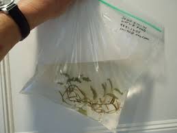 Sturdy plant sample packed wet