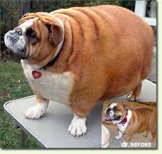 News Image - fat-dog.jpg