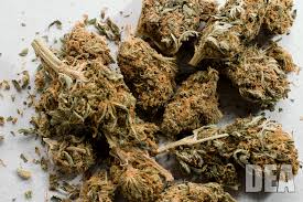 DEA, Marijuana Photos - via Daymix