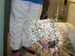 Pit  Bull Terrier   vs Porcupine