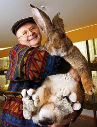 german giant bunny