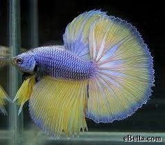 Yellow Indigo Betta Fish