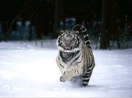 Even though the siberian tiger is