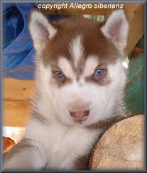 red siberian husky blue eyes
