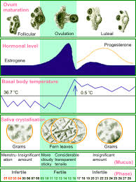   Ovulation   prediction chart