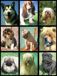 Dog breeds from left to right top