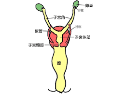 右はオスネコのペニス。