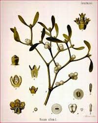 All  mistletoes   are parasitic plants    