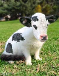 This is alarming  farm animal      