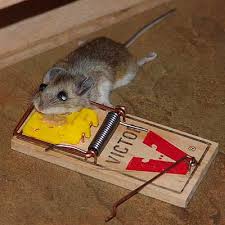 Black Hat Rat