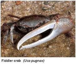 fiddler crab