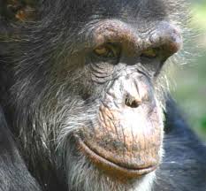 “Chimpanzees are 98 percent - via Daymix