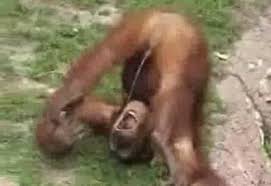  Monkey   peeing in its own mouth