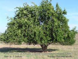   Osage   Orange Tree
