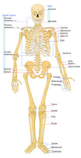 The Human Skeleton - via Daymix