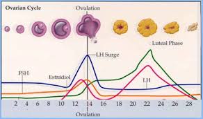 Ovulation Calculator
