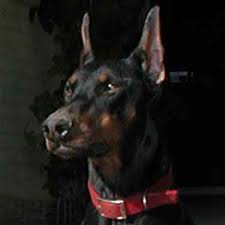      and Rust  Doberman Pinscher   Stud