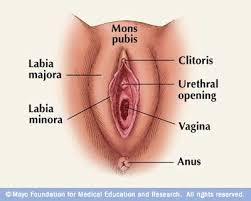 the labia and clitoris.