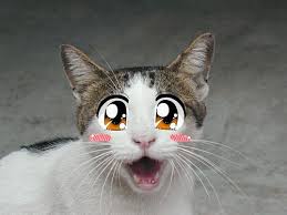 What is  B    AnimE   