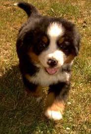   Bernese   Mountain Dog adult dog x26amp pup